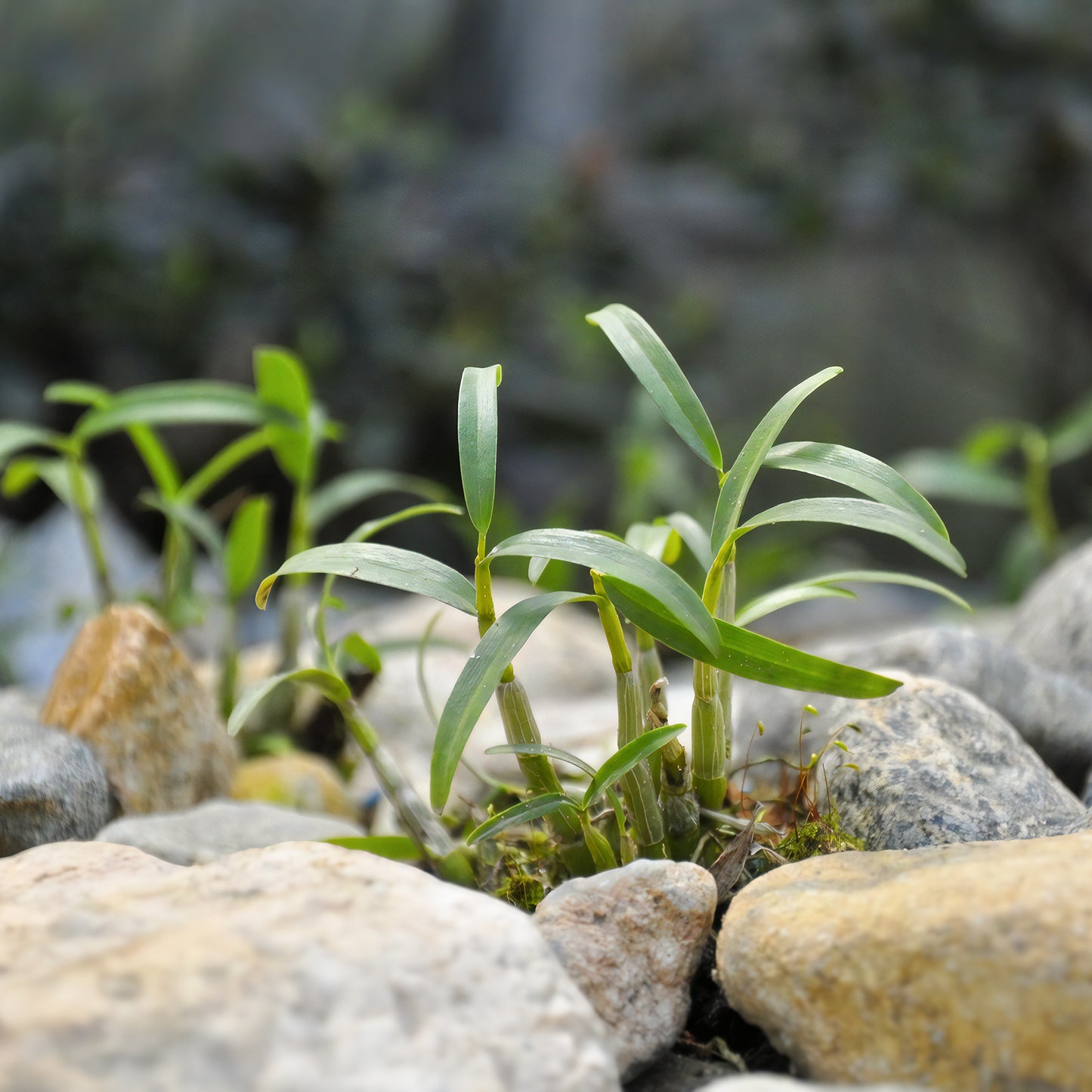 鐵皮石斛幹條正宗霍山鐵皮楓鬥養生茶 健脾生津活血化瘀延緩衰老抗腫瘤美容養顔 煮水泡水