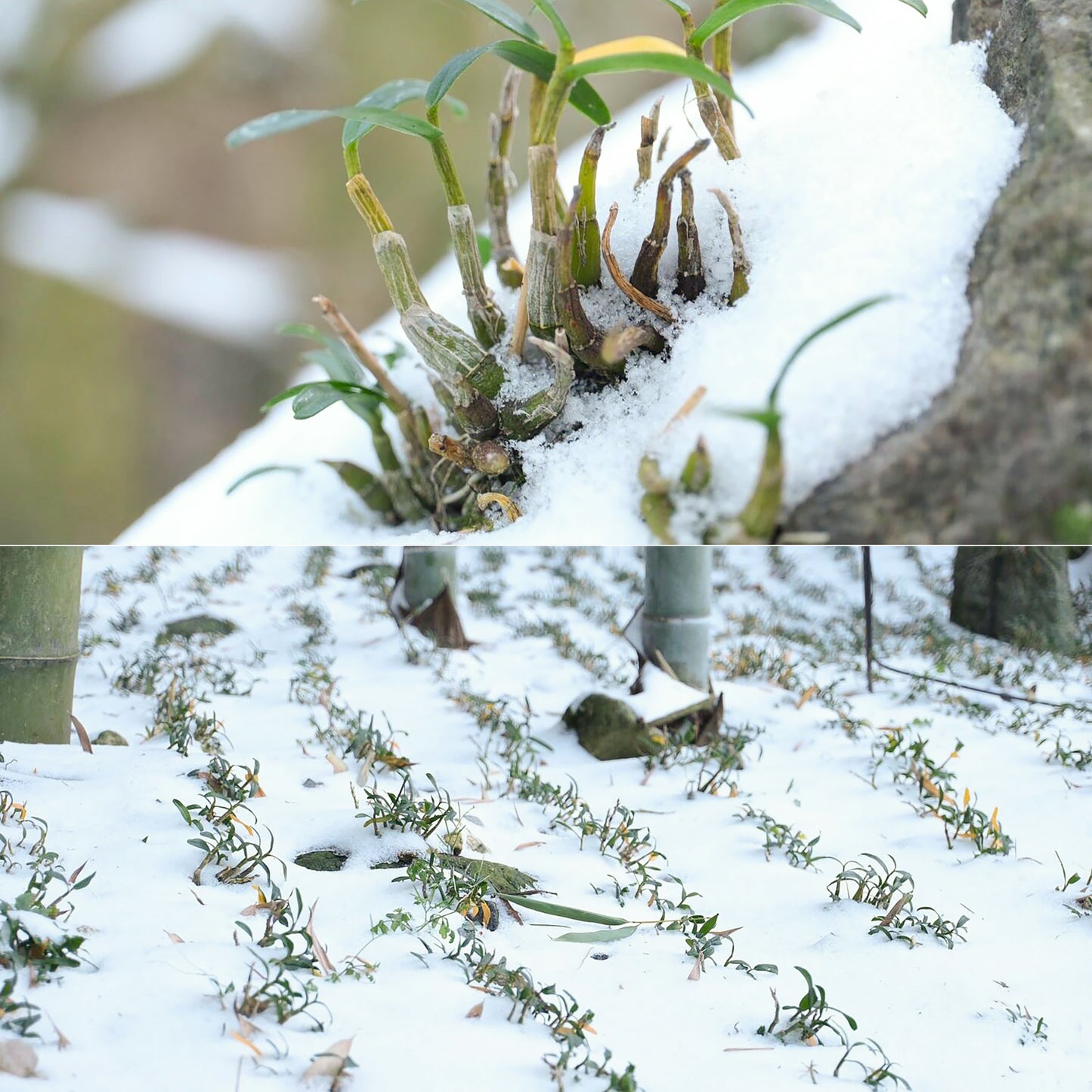 鐵皮石斛幹條正宗霍山鐵皮楓鬥養生茶 健脾生津活血化瘀延緩衰老抗腫瘤美容養顔 煮水泡水