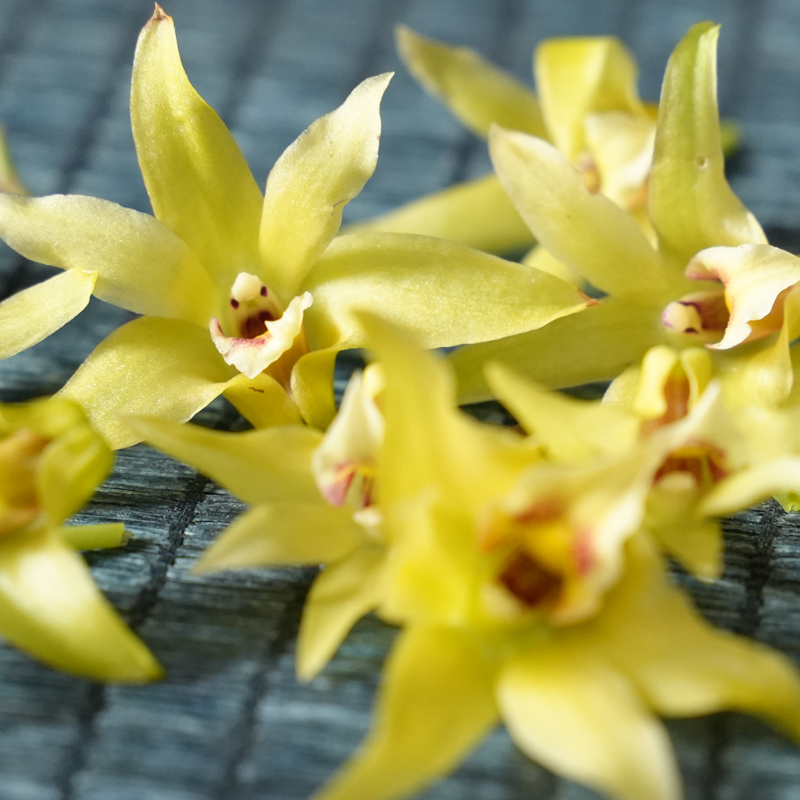 雲南野生應季新花鐵皮石斛花解鬱降三高解酒排毒養顏茶乾花